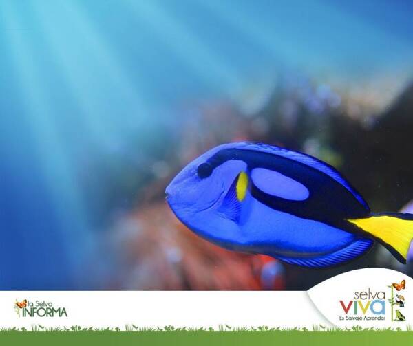 13_dory