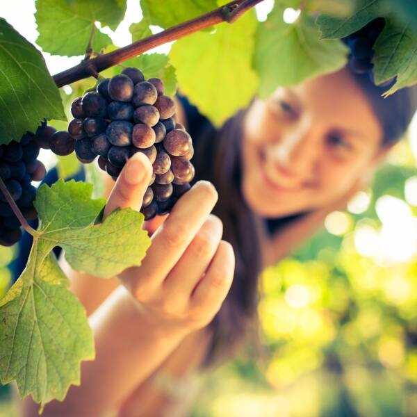 Grapes in a vineyard being checked by a female vintner