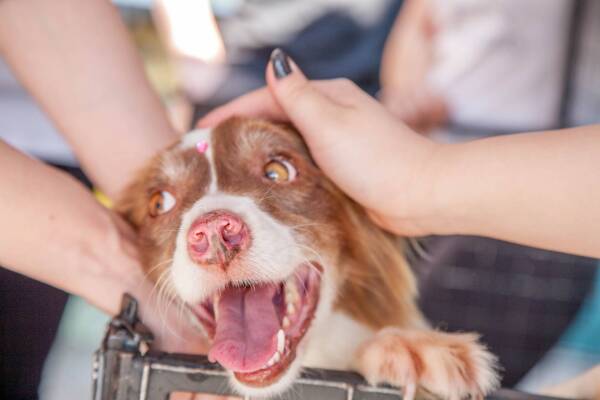 dog-2170565_1920