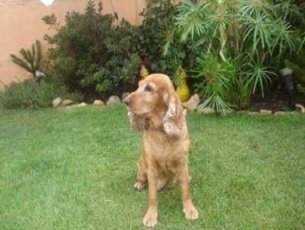 fufi