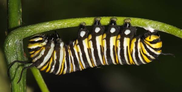 Larva ultimo estado